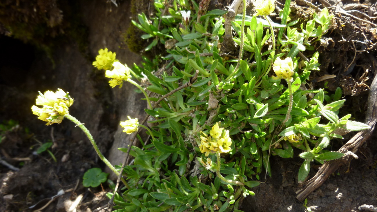 Image of genus Draba specimen.