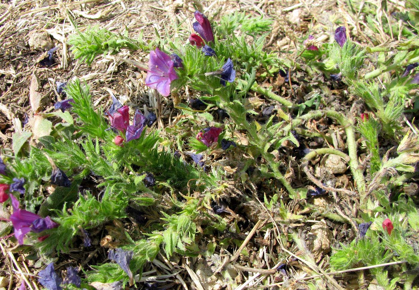 Изображение особи Echium plantagineum.