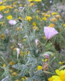 Convolvulus althaeoides