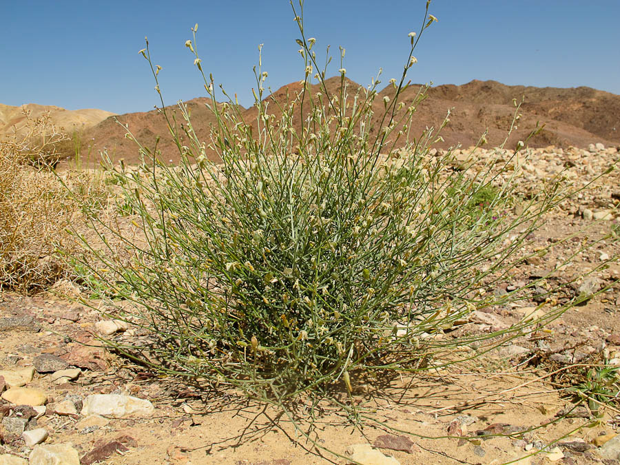 Image of Farsetia aegyptia specimen.