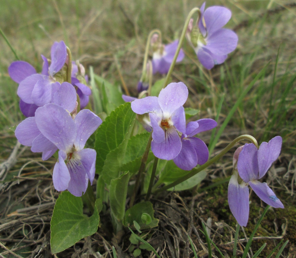 Image of Viola ambigua specimen.