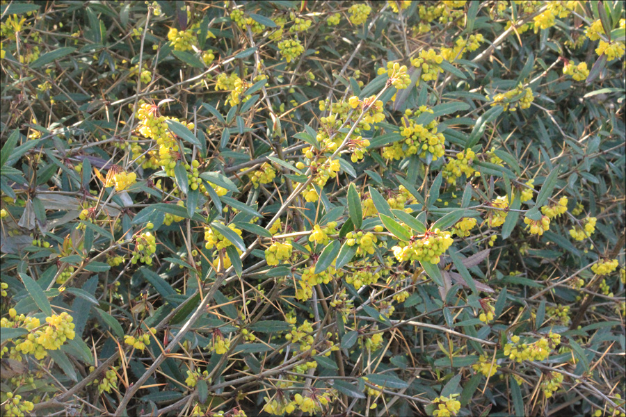 Image of Berberis julianae specimen.