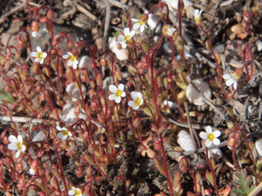 Изображение особи Saxifraga tridactylites.