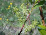 Salix &times; coerulescens