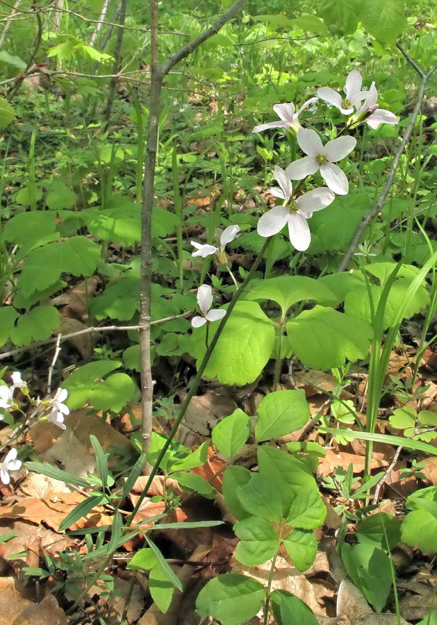 Изображение особи Cardamine trifida.