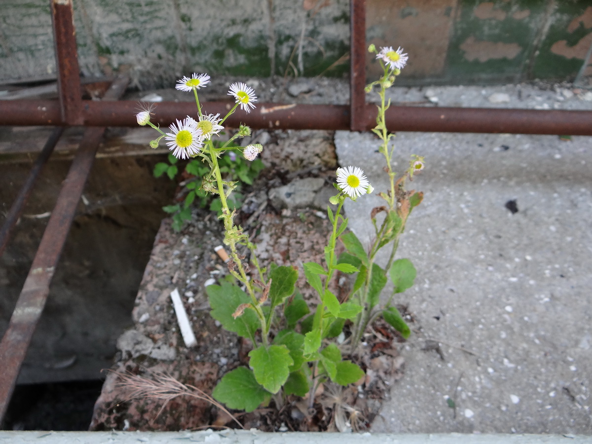 Image of Erigeron annuus specimen.