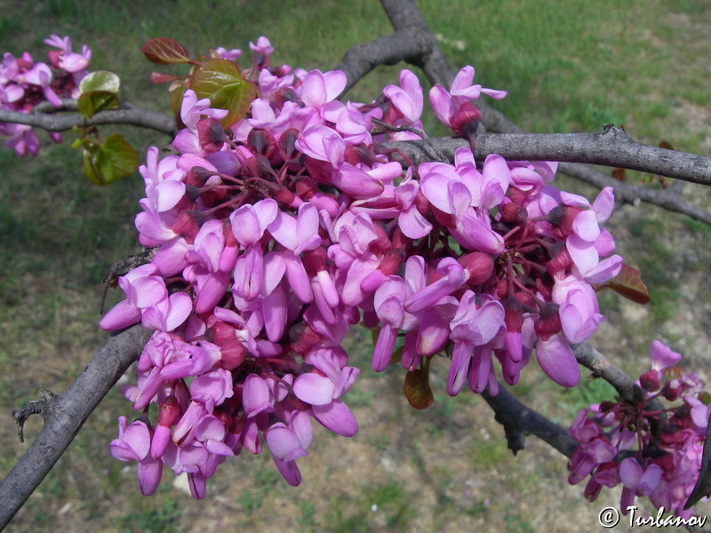 Image of Cercis siliquastrum specimen.