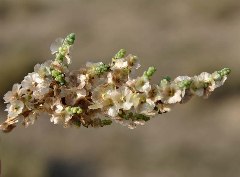 Изображение особи Salsola dendroides.