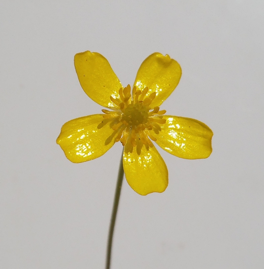 Image of Ranunculus flammula specimen.