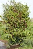 Acer negundo. Плодоносящее растение. Южный Казахстан, верховья Арыси. 12.05.2013.