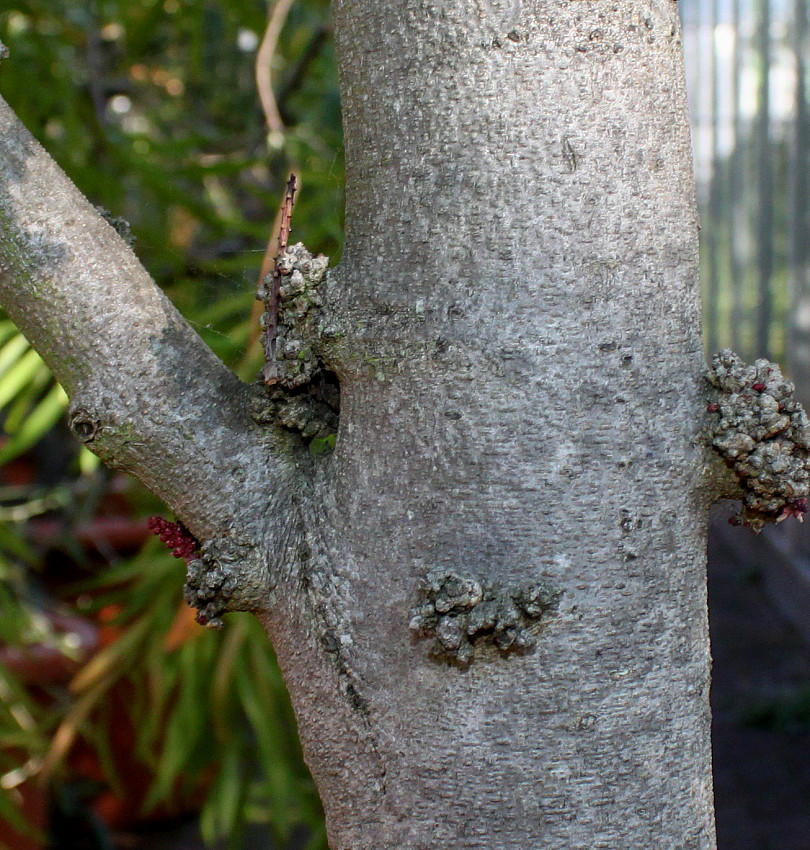 Image of Ceratonia siliqua specimen.