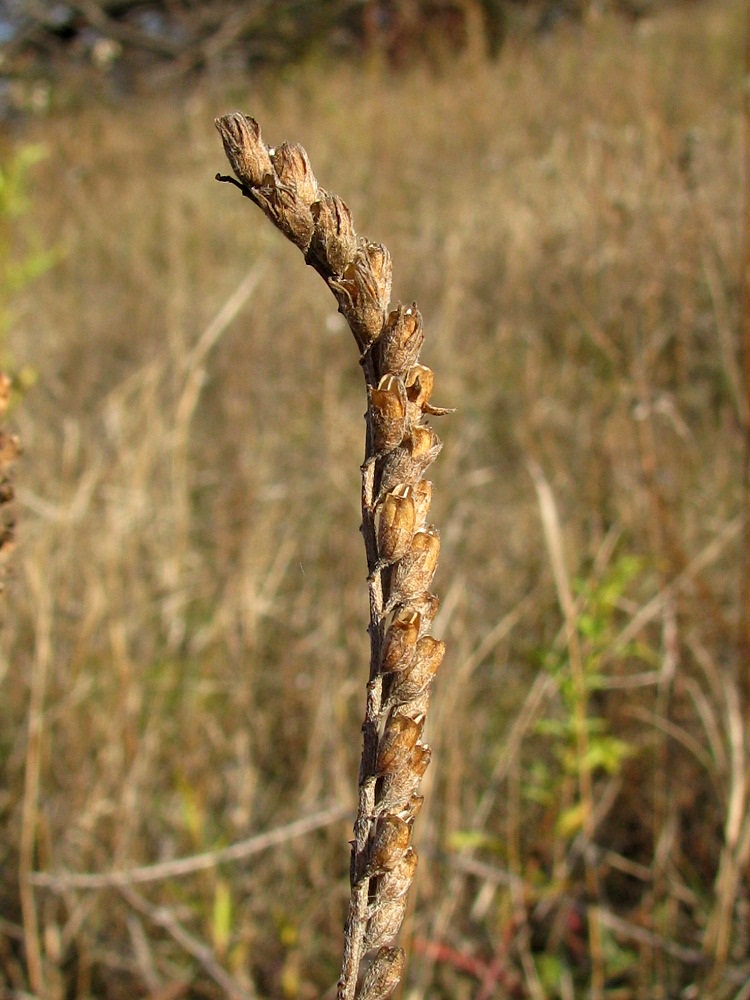 Изображение особи Odontites vulgaris.