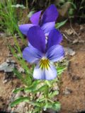 Viola tricolor