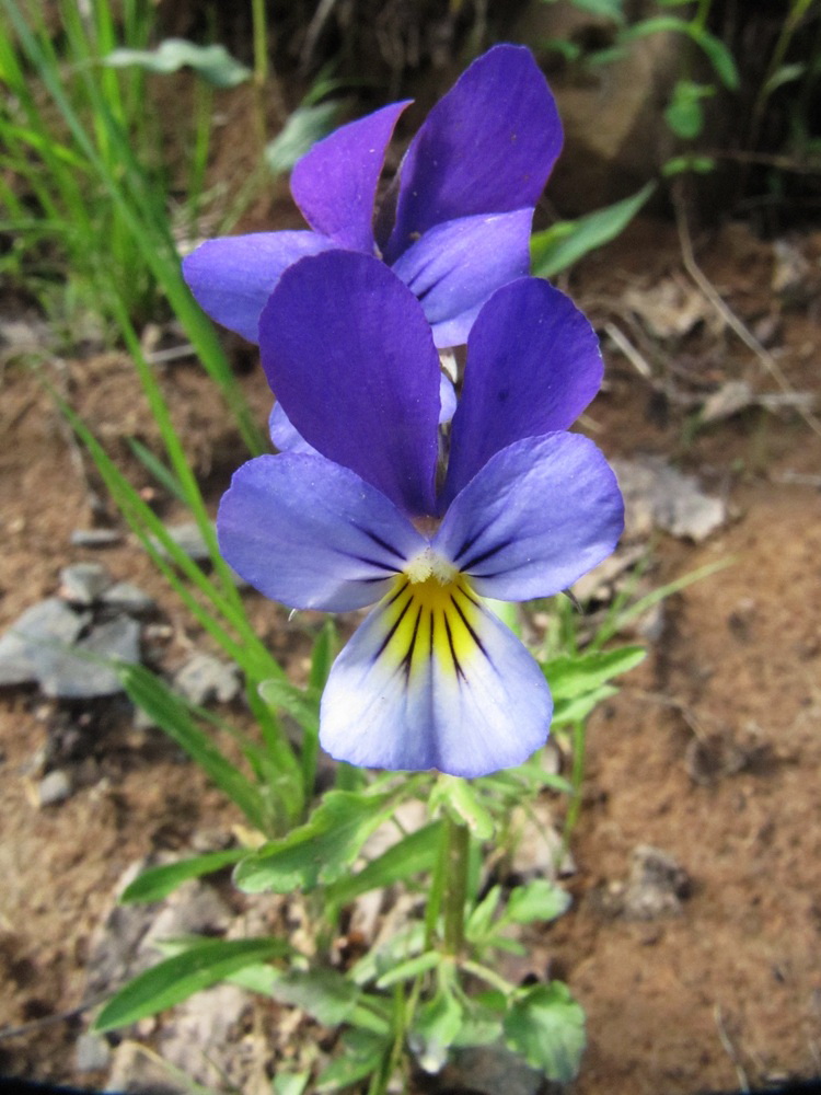 Изображение особи Viola tricolor.