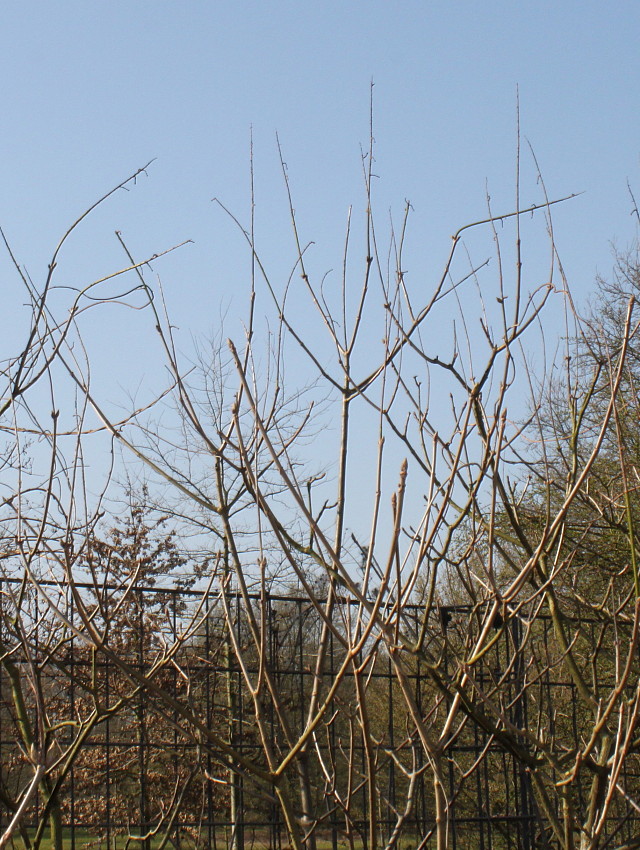 Image of Aesculus parviflora specimen.