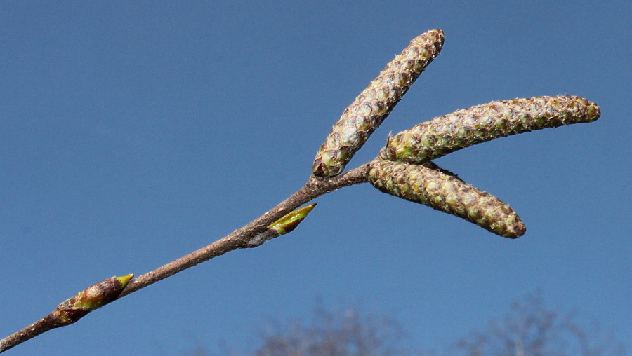 Изображение особи Betula utilis var. jacquemontii.