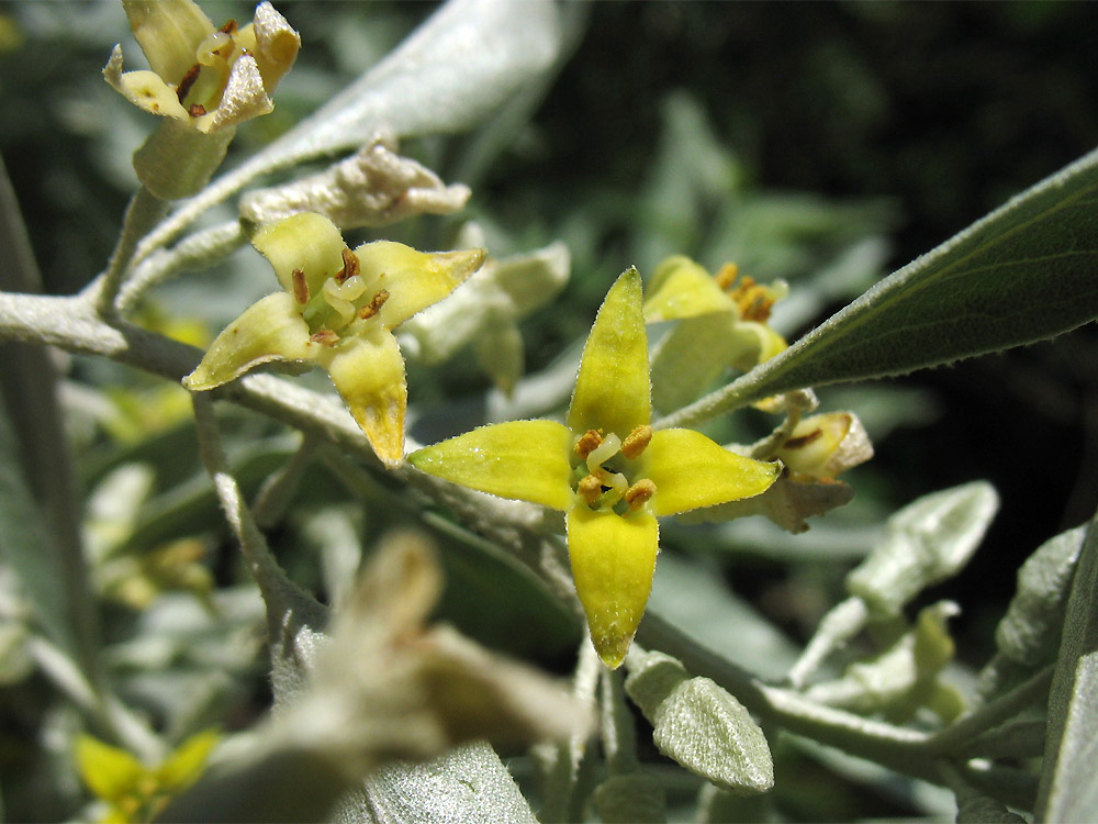 Image of Elaeagnus angustifolia specimen.