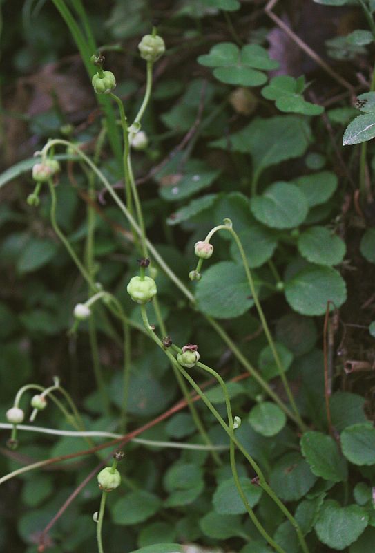 Изображение особи Moneses uniflora.