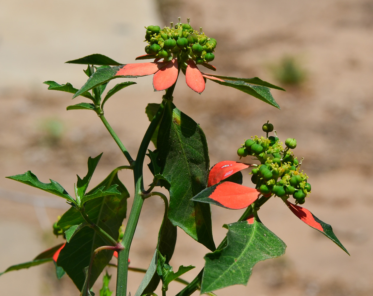 Изображение особи Euphorbia cyathophora.