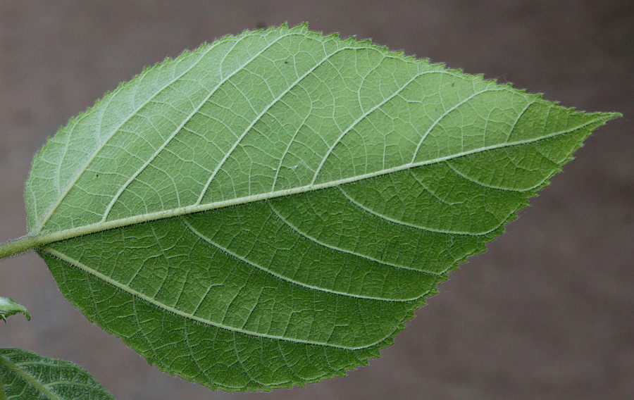 Image of Broussonetia papyrifera specimen.