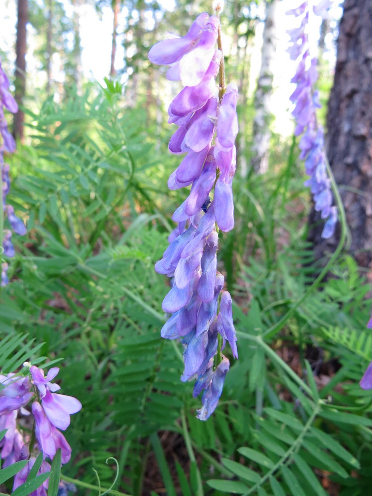 Image of Vicia tenuifolia specimen.