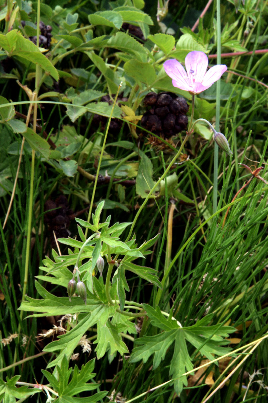 Image of Geranium collinum specimen.