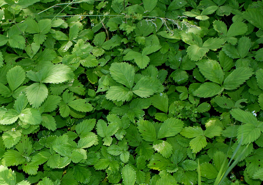 Изображение особи Fragaria virginiana.