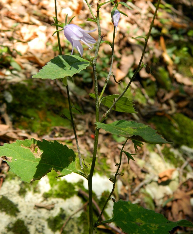 Изображение особи Campanula rapunculoides.