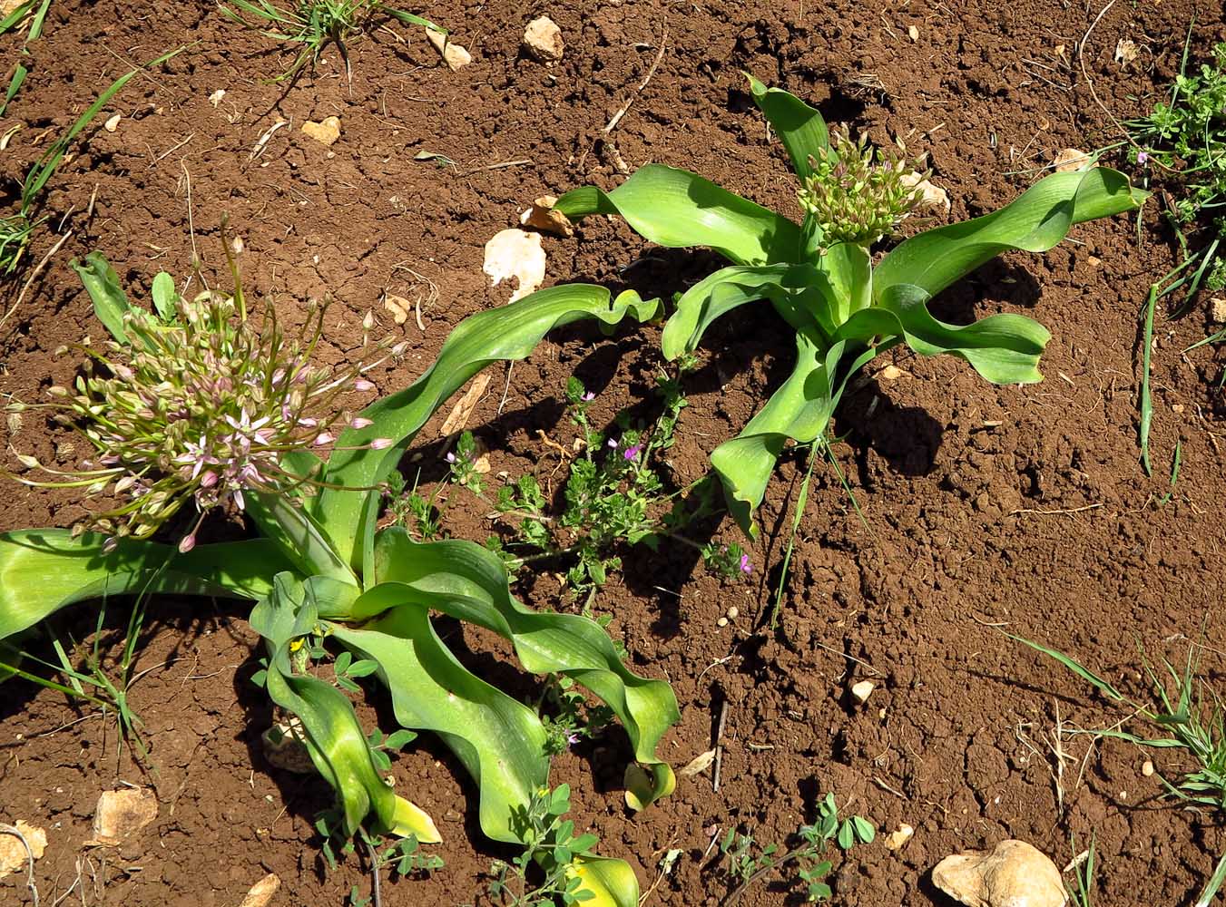 Image of Allium schubertii specimen.