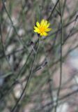 Chondrilla lejosperma