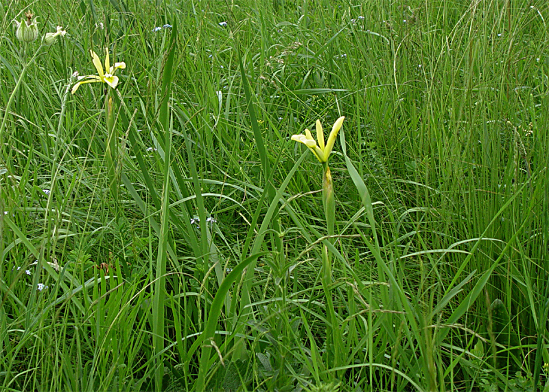 Изображение особи Iris halophila.