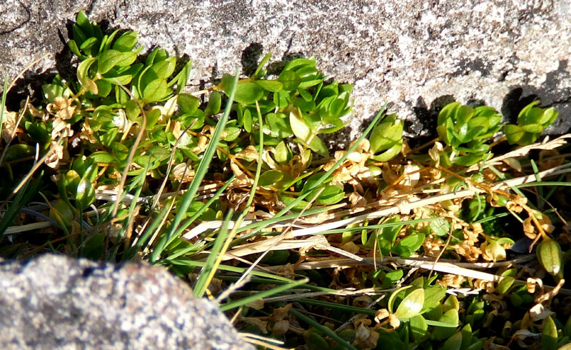 Image of Stellaria humifusa specimen.