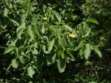 Juglans regia. Ветвь с плодами. Белгородская обл., пос. Борисовка, усадьба заповедника. 27.06.2009.