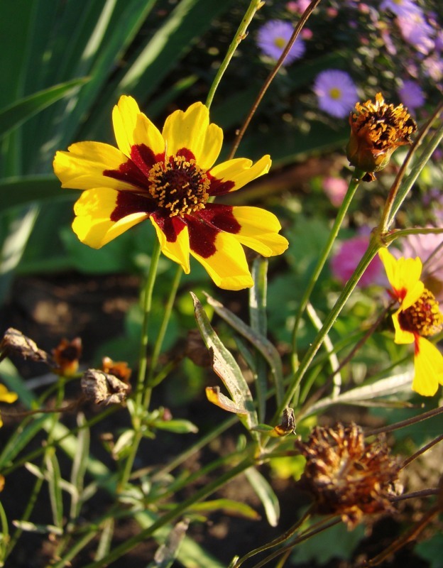 Image of Coreopsis tinctoria specimen.