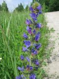 Echium vulgare