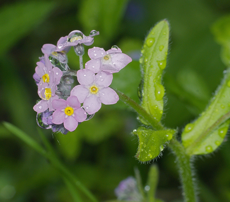 Изображение особи Myosotis sylvatica.