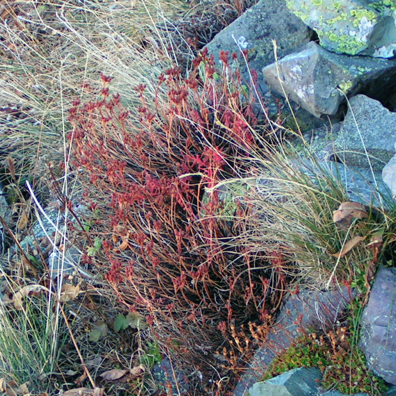 Image of Rhodiola quadrifida specimen.