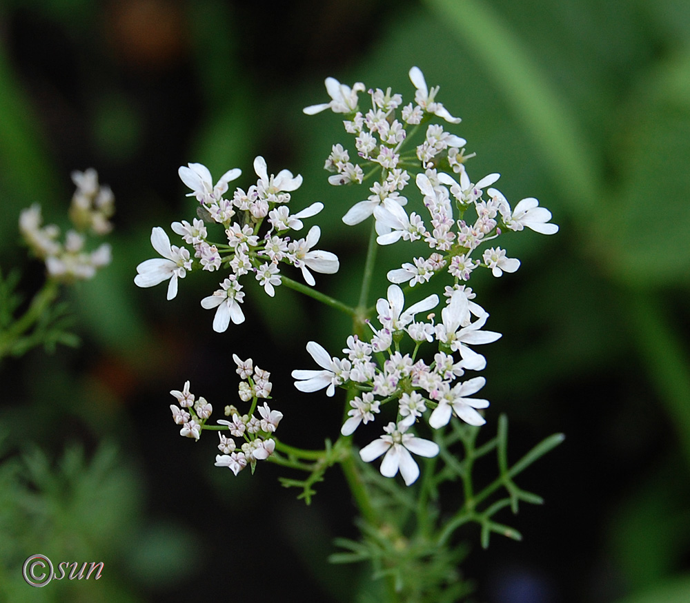 Image of Coriandrum sativum specimen.