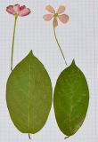 Combretum indicum