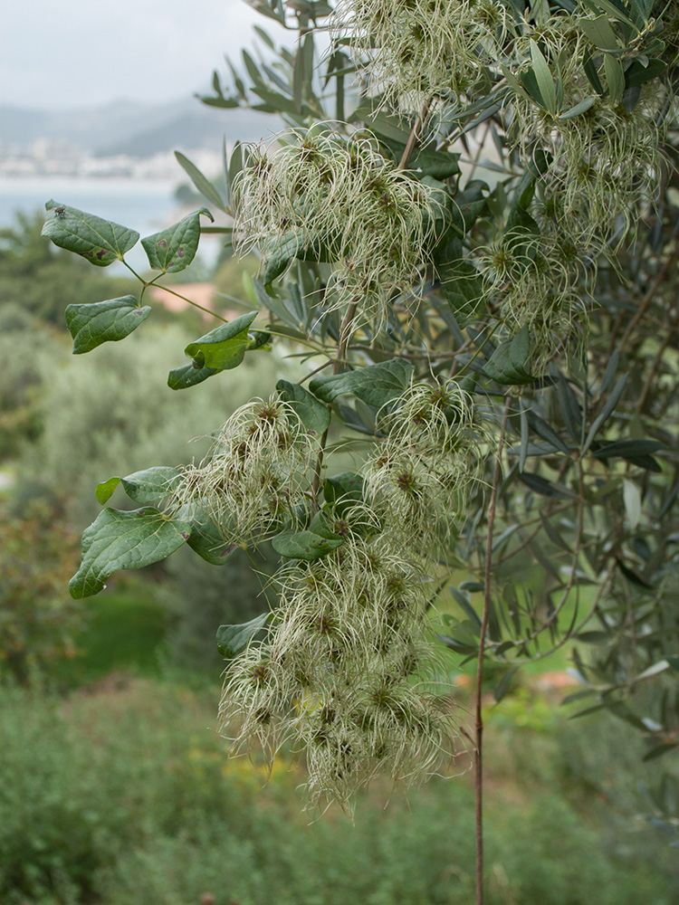 Image of Clematis vitalba specimen.