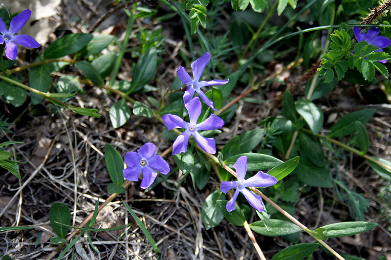 Image of Vinca herbacea specimen.