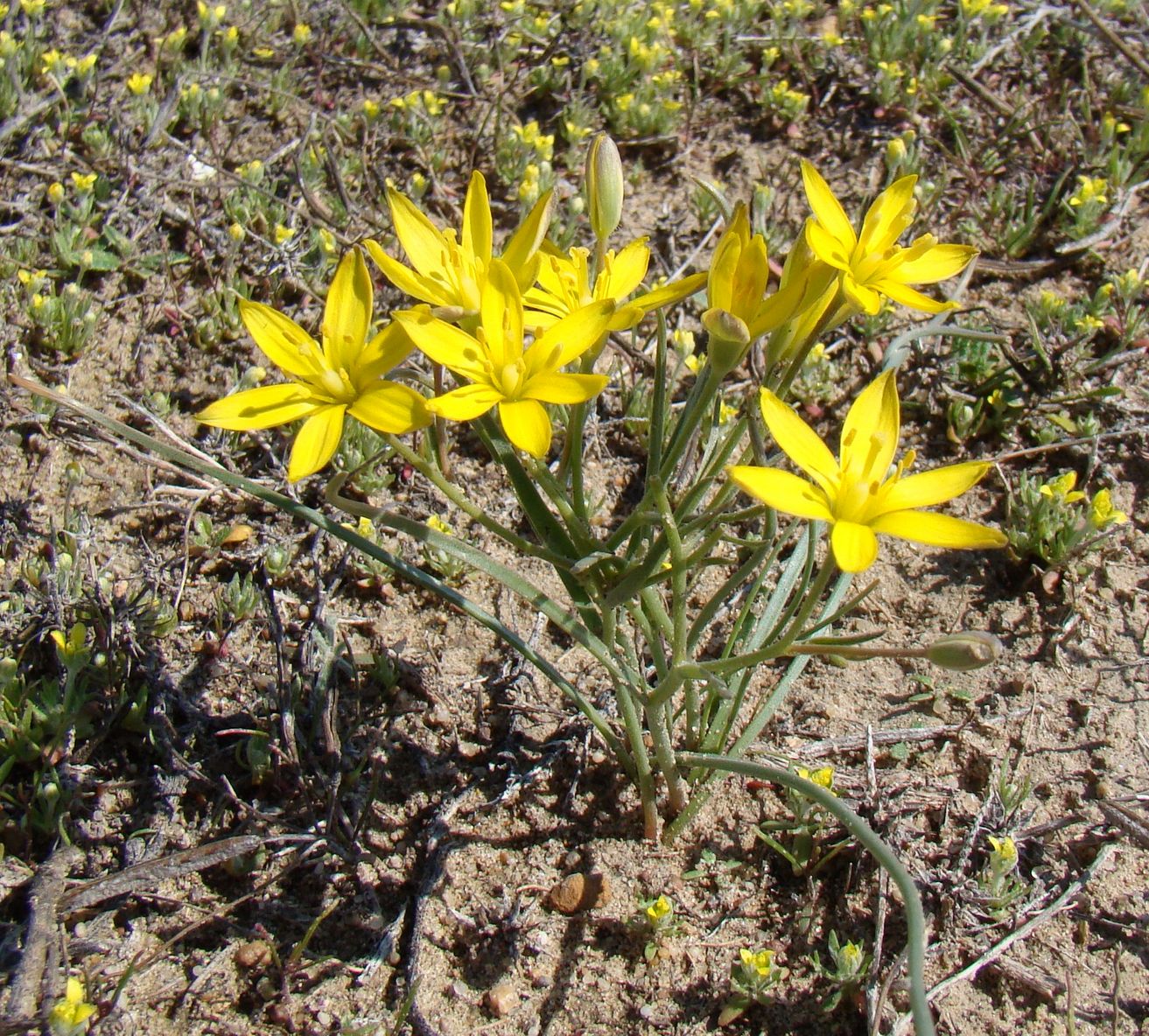 Image of Gagea altaica specimen.