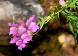 Antirrhinum majus. Верхушка побега с соцветием. Израиль, Шарон, г. Тель-Авив, ботанический сад университета, участок наскальной растительности. 30.04.2015.