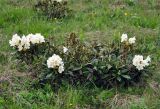 Rhododendron caucasicum. Цветущее растение. Карачаево-Черкесия, окр. пос. Архыз, хребет Абишира-Ахуба, субальпийский луг (выс. около 2000 м н.у.м.). 17.06.2015.