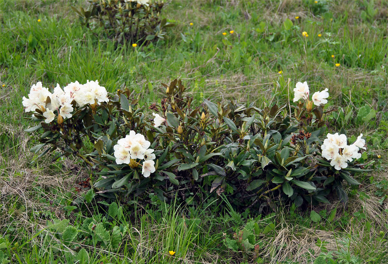 Image of Rhododendron caucasicum specimen.