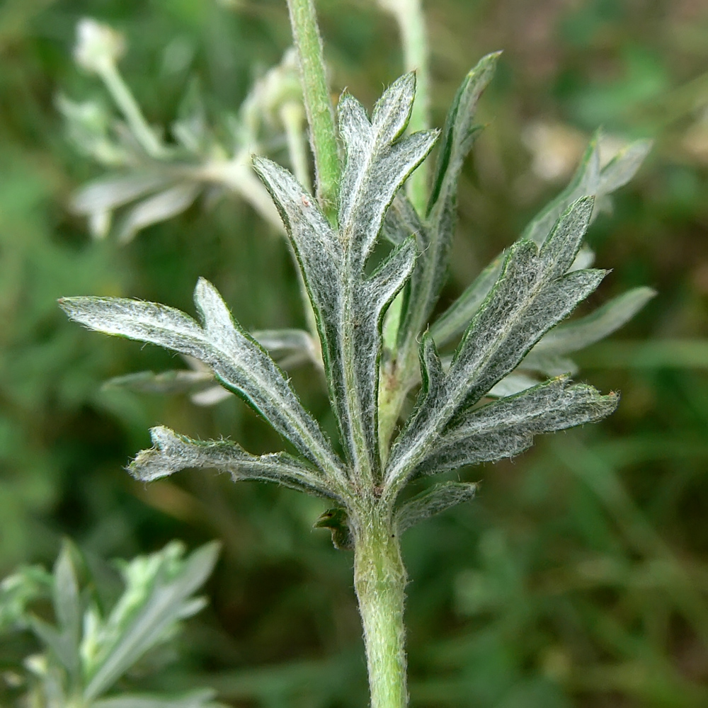 Image of Potentilla argentea specimen.