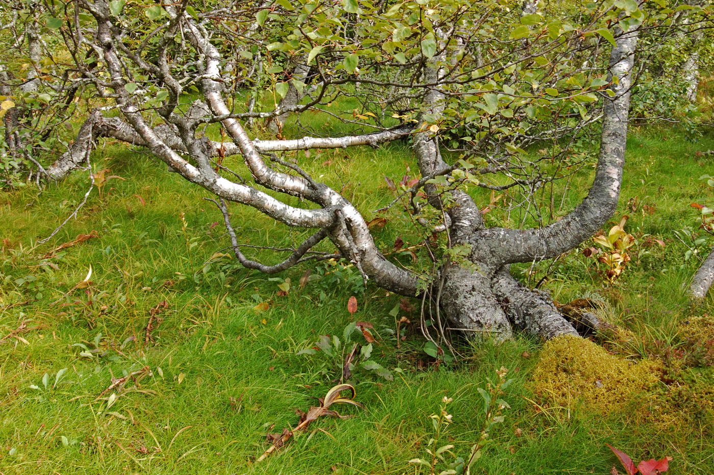 Image of genus Betula specimen.