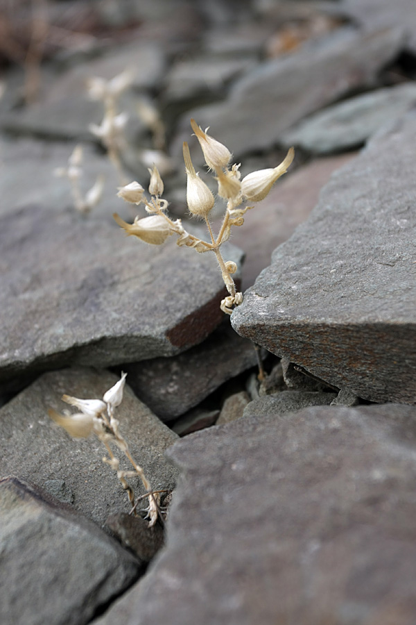 Image of Cerastium inflatum specimen.