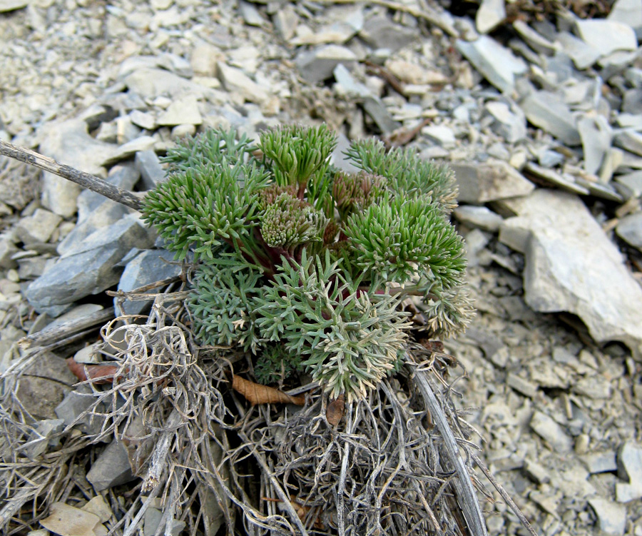 Image of Seseli ponticum specimen.