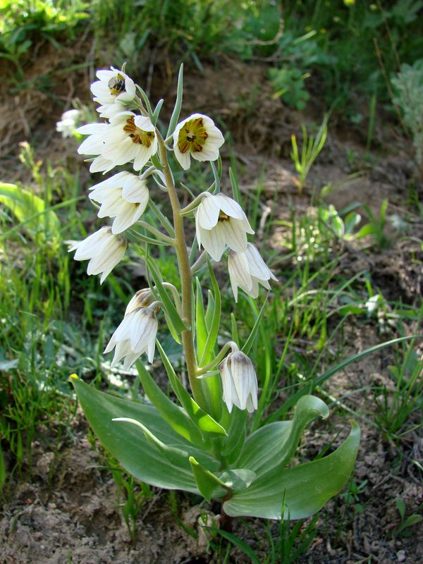 Image of Rhinopetalum bucharicum specimen.